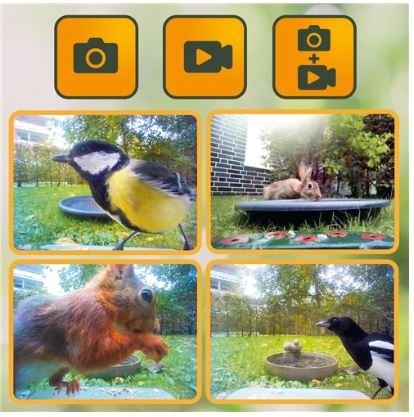 birdcam and feeder2
